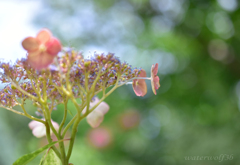 orange紫陽花
