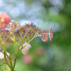 orange紫陽花