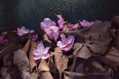 地の桜