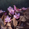 地の桜