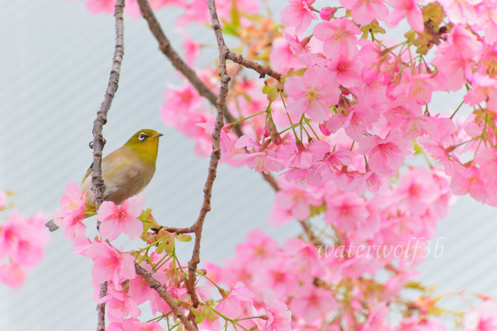 春先メジロん