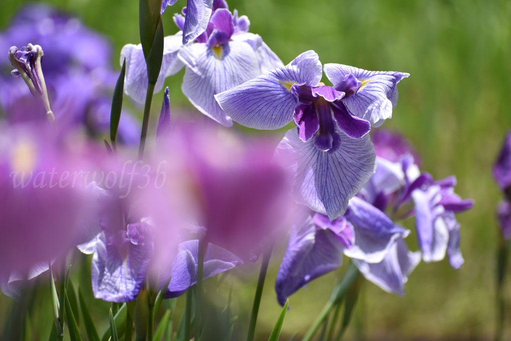 花菖蒲