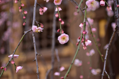 枝垂れ梅
