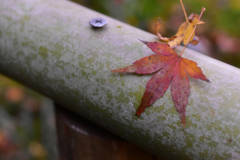 手摺りの紅葉