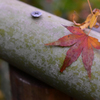 手摺りの紅葉