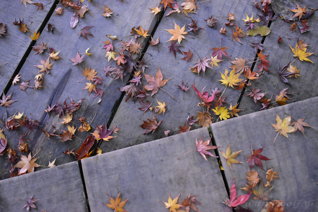 落ち葉のタペストリー