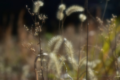 空き地のかがやき