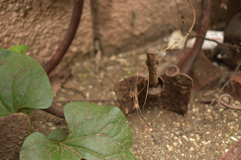 埋もれた巨神兵
