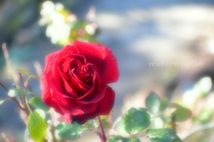 薔薇