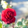 薔薇