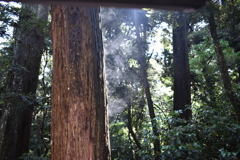 木の幹から湯気！