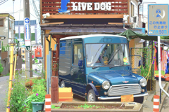 LIVE DOG