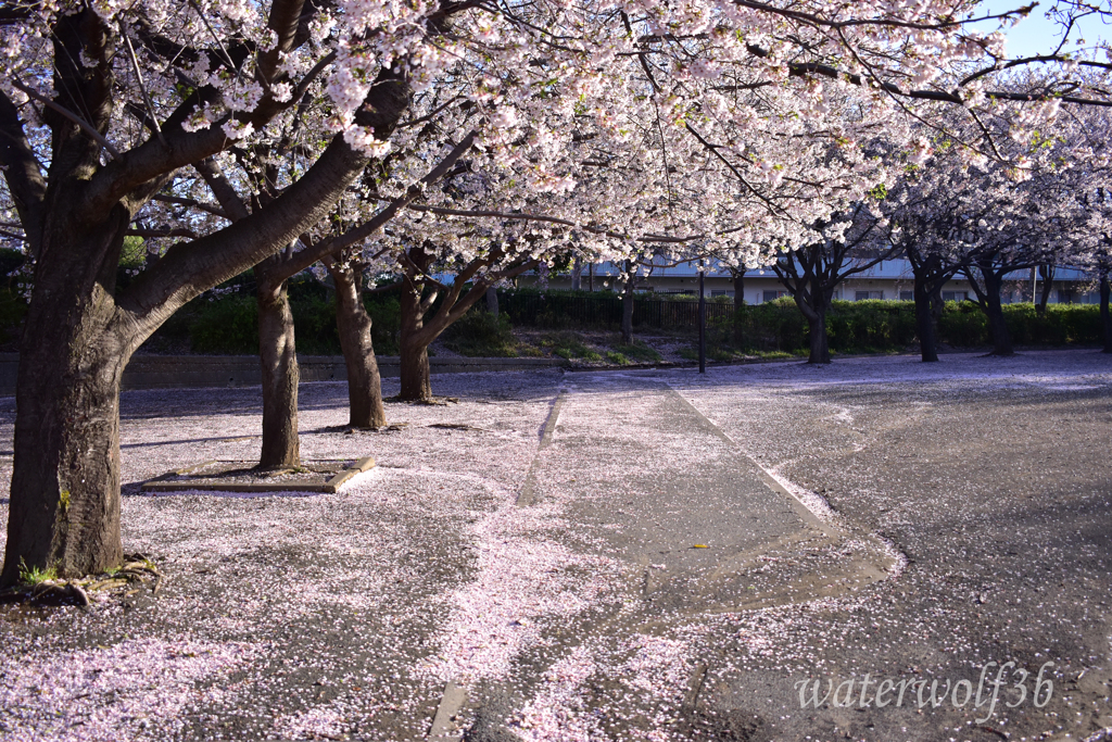 朝の花筵