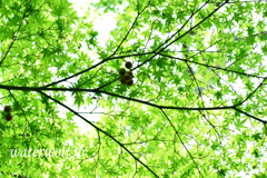 青紅葉と無患子