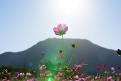 コスモスと弥彦山