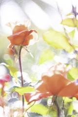 水辺に咲くバラ②