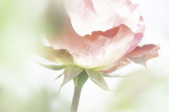 春バラらしく　愛らしく