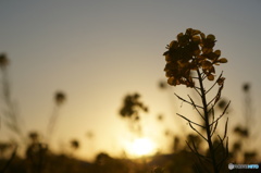 夕暮れ前の菜の花