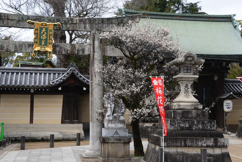 鳥居脇の白梅