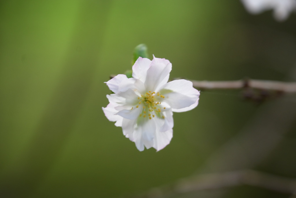 十月桜（ジュウガツザクラ）