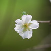 十月桜（ジュウガツザクラ）