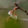 寒桜（カンザクラ）