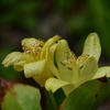 高隈杜鵑（タカクマホトトギス）