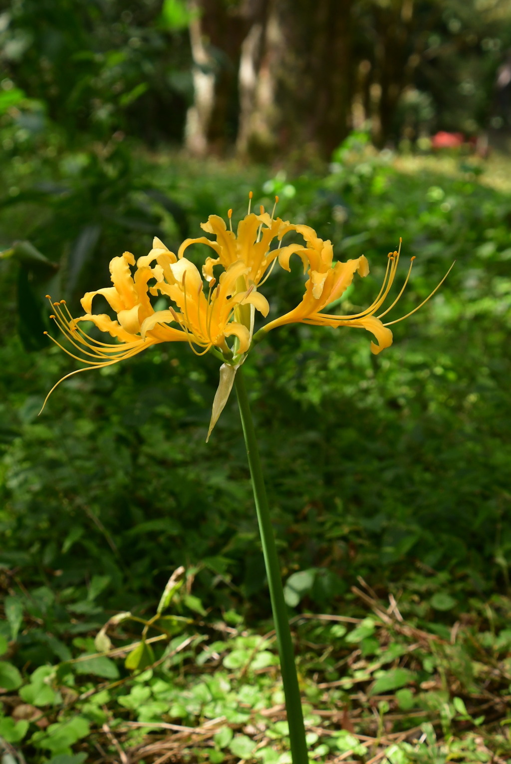 鍾馗水仙（ショウキズイセン）