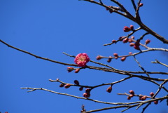 八重寒紅（ヤエカンコウ）