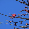 八重寒紅（ヤエカンコウ）