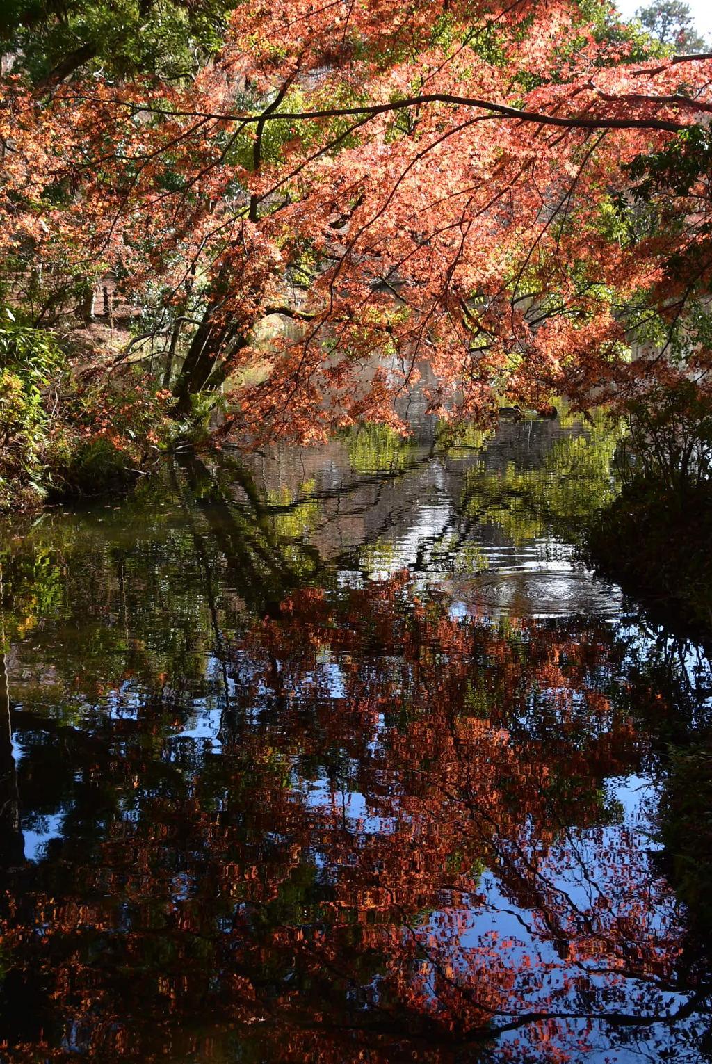 池に映る紅葉