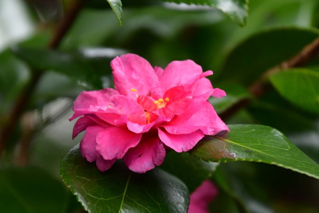 散姫（チリヒメ）