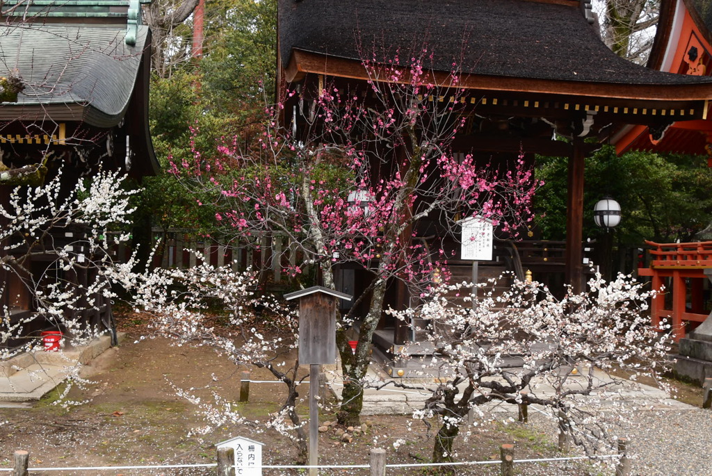 老松社前の紅梅・白梅