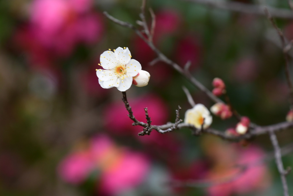 山茶花を背景に咲く