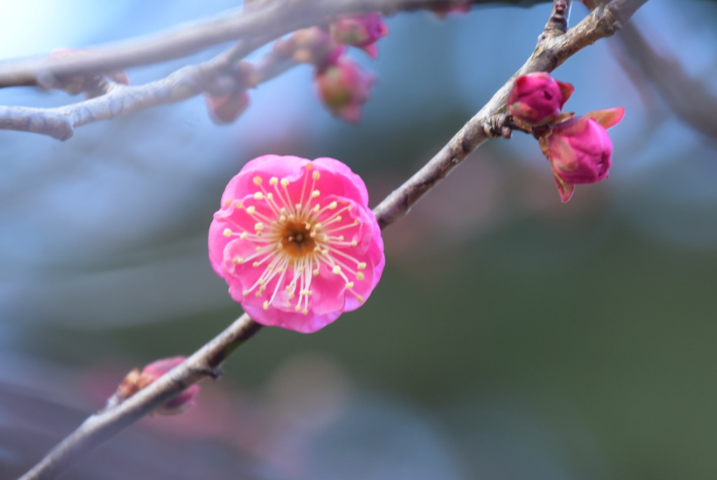 出水広場北部の紅梅