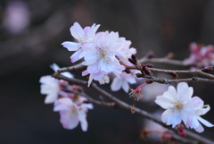 十月桜（ジュウガツザクラ）