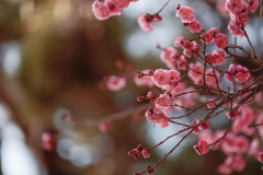 早咲きの梅の花