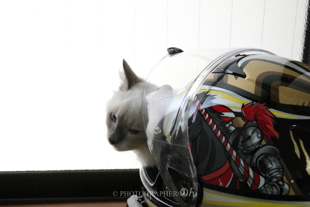 ライダーに憧れる猫