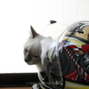 ライダーに憧れる猫