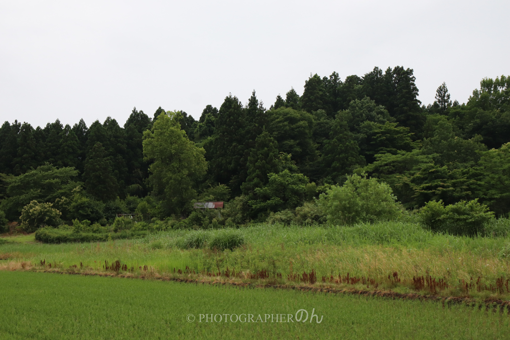 緑ある風景