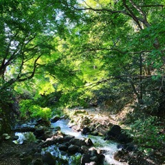 緑と川のせせらぎ