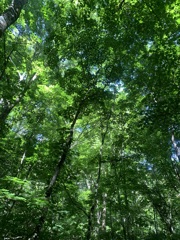 農鳥岳へ