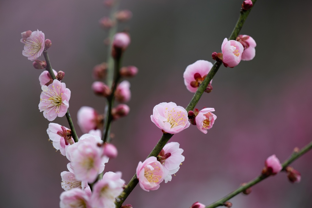 ume