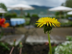 初心写ー第１４週目、その１６