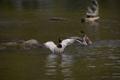 初心写ー第１３週目、その２４