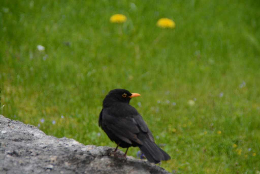 初心写ー第１３週目、その２２