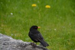 初心写ー第１３週目、その２２