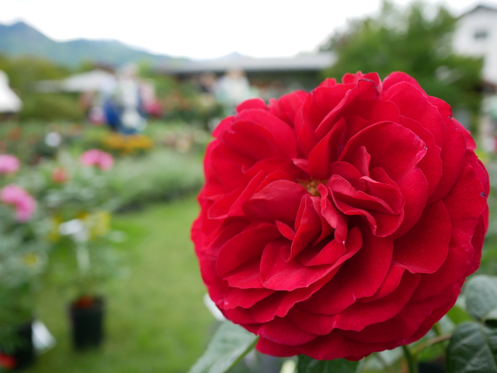 初心写ー第１４週目、その２５