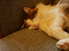 初心写ー第１４週目、その３