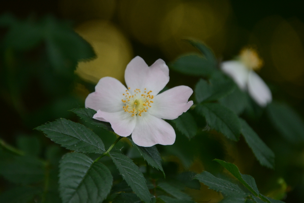 初心写ー第１６週目、その１３